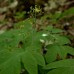 Blue Cohosh