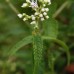 Boneset