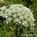 Carrot Seed - Pure Essential Oil