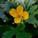 Celandine