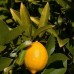 Lemon - Pure Essential Oil