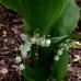 Lily of the Valley