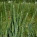 Oatstraw Green Flowering