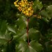 Oregon Grape