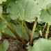 Rhubarb