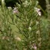 Rosemary - Pure Essential Oil