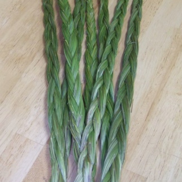 Sweetgrass Braid (Hierochloe odorata) - USA