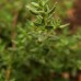 Thyme