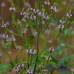 Vervain, Blue