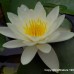 White Pond Lily