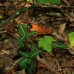 Wintergreen