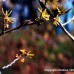 Witch Hazel