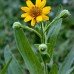 Arnica