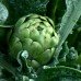 Artichoke