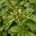 Basil - Pure Essential Oil