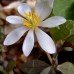 Blood Root