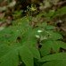 Blue Cohosh