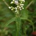 Boneset