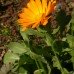 Calendula