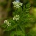 Chervil