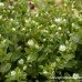 Chickweed