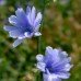 Chicory