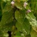 Dead Nettle