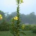 Evening Primrose