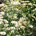 Feverfew