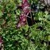 Fumitory