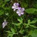 Cranesbill