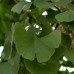 Ginkgo Biloba