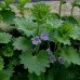 Ground Ivy