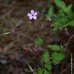 Herb Robert