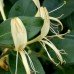 Honeysuckle