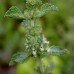 Horehound