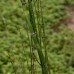 Horsetail Grass