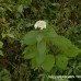 Hydrangea