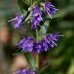 Hyssop