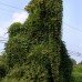 Kudzu