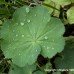 Lady's Mantle