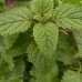 Lemon Balm