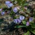 Lungwort