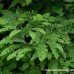 Maidenhair Fern