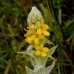 Mullein