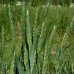 Oatstraw Green Flowering