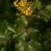 Oregon Grape