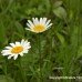 Ox Eye Daisy