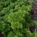 Parsley Seed - Pure Essential Oil