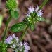 Pennyroyal - Pure Essential Oil